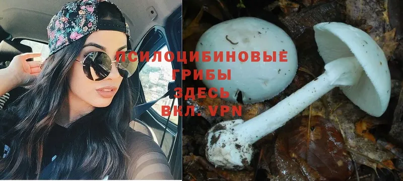 как найти закладки  blacksprut tor  Псилоцибиновые грибы Cubensis  Нефтекумск 